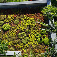 garden roof on a commercial building 