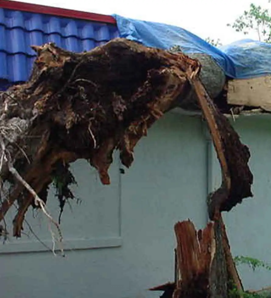 tree fell on commercial roof during a hurricane