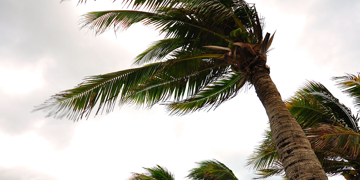 hurricane in florida - palms moving with strong wind